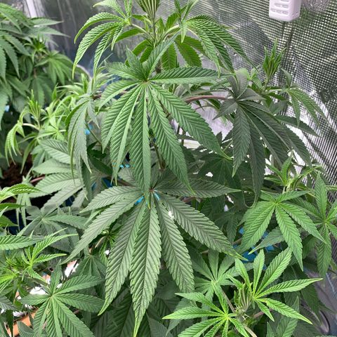 Williams Wonder growlog timeline photo