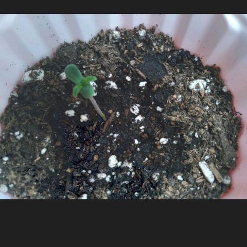 White-runtz  growlog timeline photo