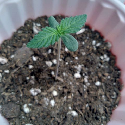 White-runtz  growlog timeline photo
