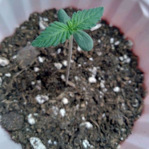 White-runtz  growlog timeline photo