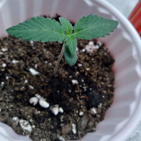 White-runtz  growlog timeline photo