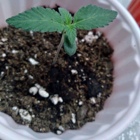 White-runtz  growlog timeline photo