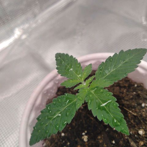 White-runtz  growlog timeline photo