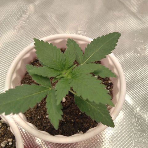 White-runtz  growlog timeline photo