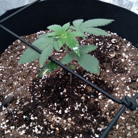 White-runtz  growlog timeline photo