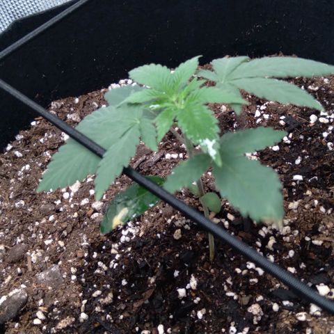 White-runtz  growlog timeline photo