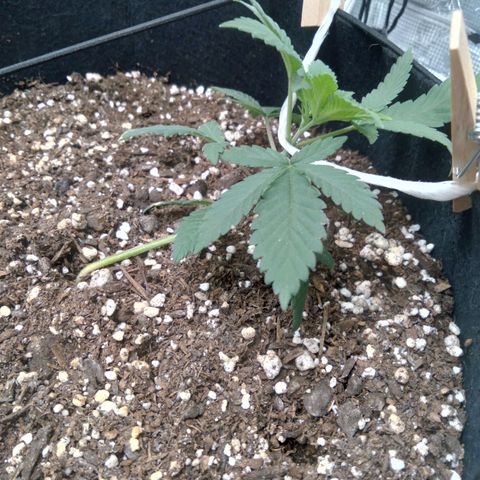 White-runtz  growlog timeline photo