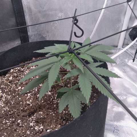 White-runtz  growlog timeline photo