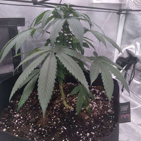 White-runtz  growlog timeline photo