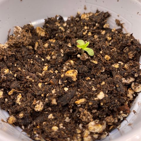 Leena - Lemon Grass (2) - #5 growlog photo: Sprouting out and growing up. Growing up towards the light - 50% lighting about 4 inches up. 