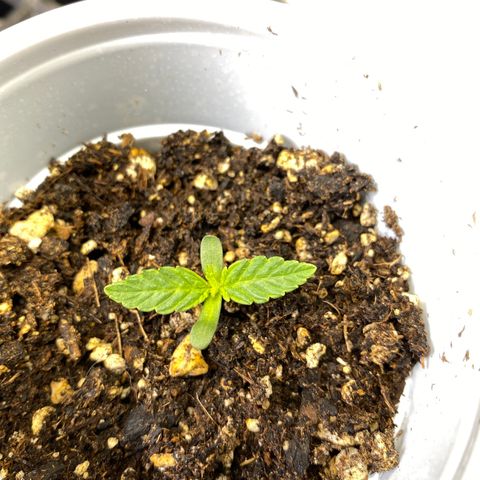 Leena - Lemon Grass (2) - #5 growlog photo: Out of the soil about .5inches. 2nd running up in the 3 seeds popped. 