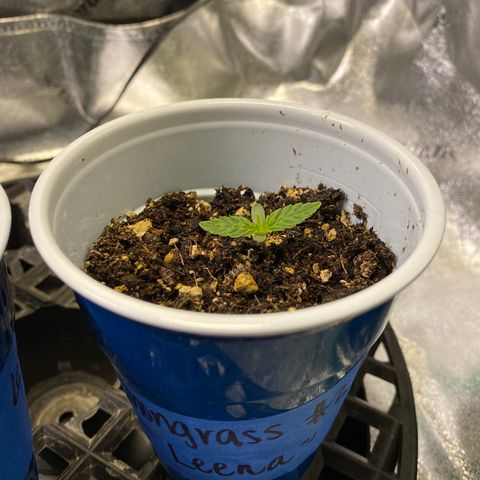 Leena - Lemon Grass (2) - #5 growlog photo: Out of the soil about .5inches. 2nd running up in the 3 seeds popped. 