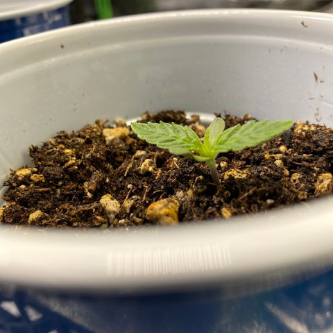 Leena - Lemon Grass (2) - #5 growlog photo: Out of the soil about .5inches. 2nd running up in the 3 seeds popped. 