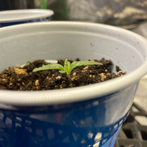 Leena - Lemon Grass (2) - #5 growlog photo: Just above .5 inch out of the soil, she worked on growing out leaves today—second set is coming out nicely. 
