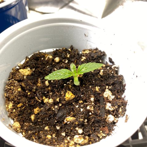 Leena - Lemon Grass (2) - #5 growlog photo: Just above .5 inch out of the soil, she worked on growing out leaves today—second set is coming out nicely. 