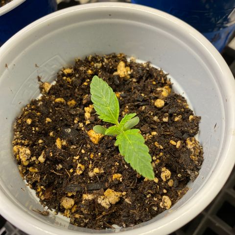 Leena - Lemon Grass (2) - #5 growlog photo: Leaves growing and 2nd stack coming in. 
