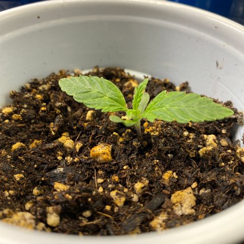 Leena - Lemon Grass (2) - #5 growlog photo: Leaves growing and 2nd stack coming in. 