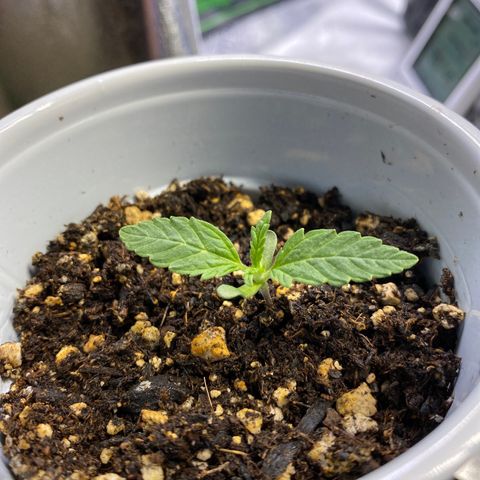 Leena - Lemon Grass (2) - #5 growlog timeline photo