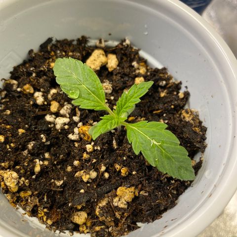 Leena - Lemon Grass (2) - #5 growlog photo: 3rd stack development. 1st stack leaves developing quite well. 