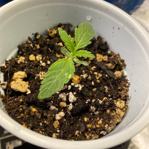 Leena - Lemon Grass (2) - #5 growlog timeline photo