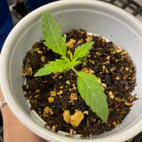 Leena - Lemon Grass (2) - #5 growlog photo: 1 1/4 inch out of the soil with 1-4 layers of leaf development. Leaves stretching almost 3.5incjes across on the first layer. 