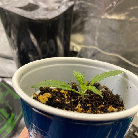Leena - Lemon Grass (2) - #5 growlog photo: 1 1/4 inch out of the soil with 1-4 layers of leaf development. Leaves stretching almost 3.5incjes across on the first layer. 