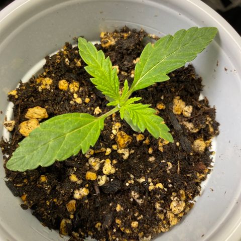 Leena - Lemon Grass (2) - #5 growlog photo: 1 1/4 inch out of the soil with 1-4 layers of leaf development. Leaves stretching almost 3.5incjes across on the first layer. 