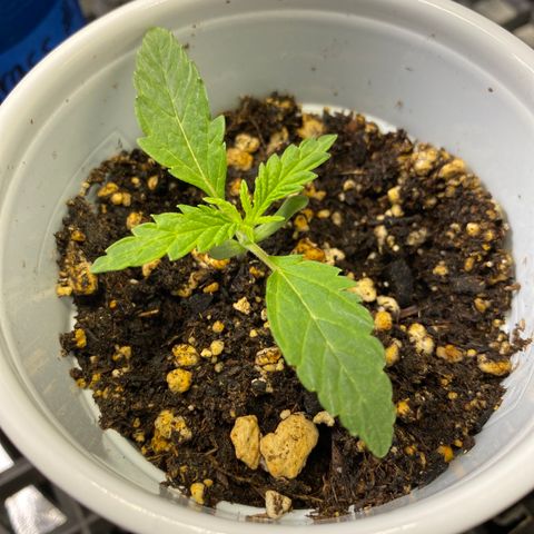 Leena - Lemon Grass (2) - #5 growlog timeline photo