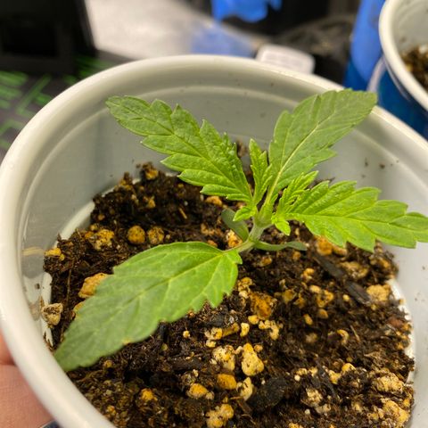 Leena - Lemon Grass (2) - #5 growlog photo: 2nd and 3rd set coming in nicely