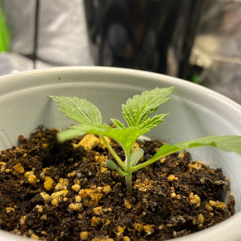 Leena - Lemon Grass (2) - #5 growlog photo: 2nd and 3rd set coming in nicely