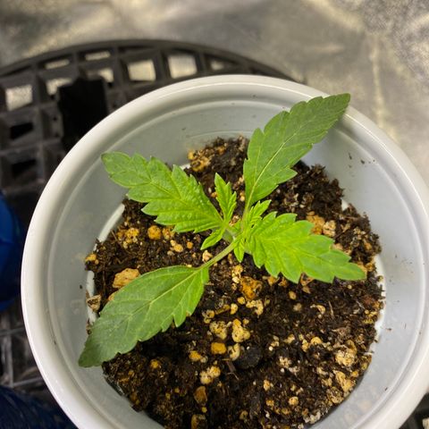 Leena - Lemon Grass (2) - #5 growlog photo: 2nd and 3rd set coming in nicely