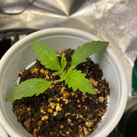 Leena - Lemon Grass (2) - #5 growlog timeline photo