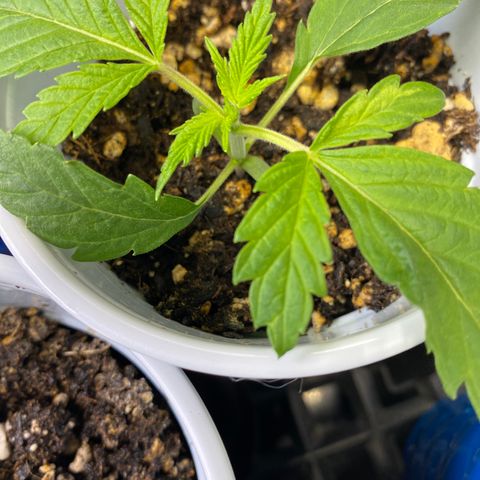 Leena - Lemon Grass (2) - #5 growlog timeline photo