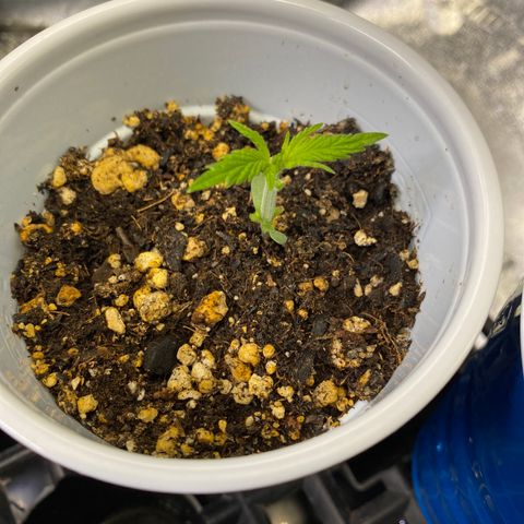 Leena - Lemon Grass (2) - #5 growlog photo: Trimming after 