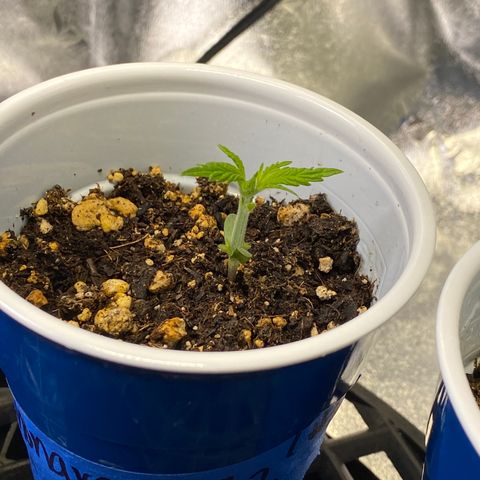 Leena - Lemon Grass (2) - #5 growlog timeline photo