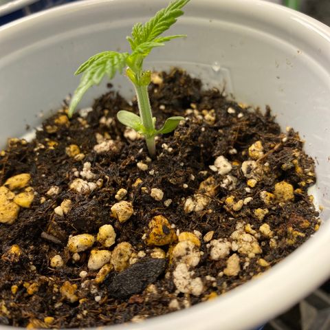 Leena - Lemon Grass (2) - #5 growlog timeline photo