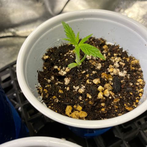 Leena - Lemon Grass (2) - #5 growlog timeline photo