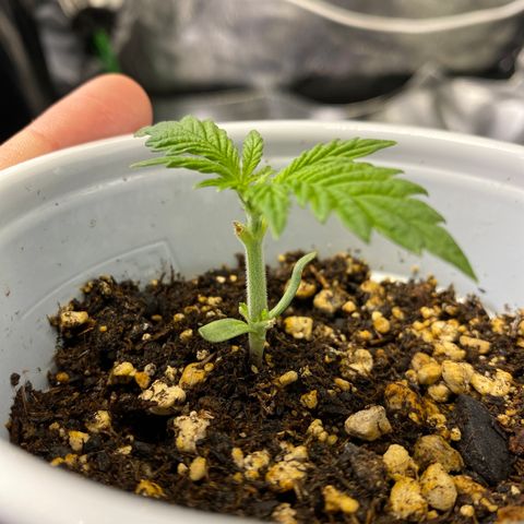 Leena - Lemon Grass (2) - #5 growlog timeline photo