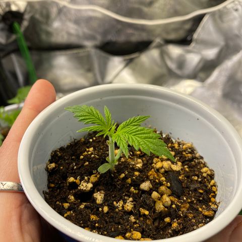Leena - Lemon Grass (2) - #5 growlog timeline photo