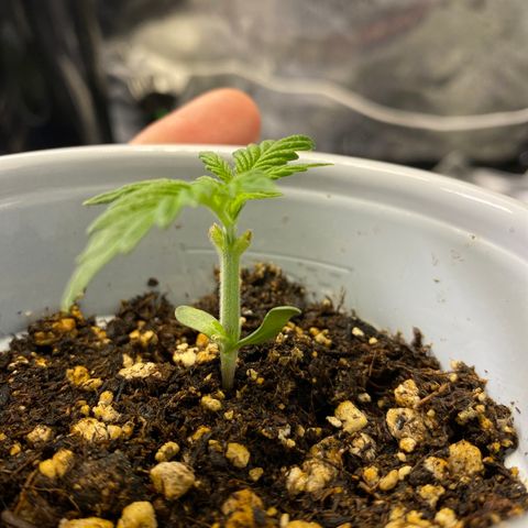 Leena - Lemon Grass (2) - #5 growlog timeline photo