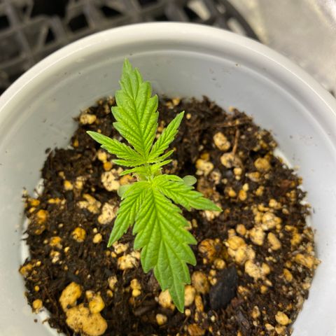 Leena - Lemon Grass (2) - #5 growlog timeline photo
