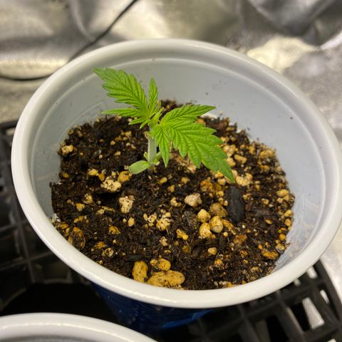 Leena - Lemon Grass (2) - #5 growlog timeline photo