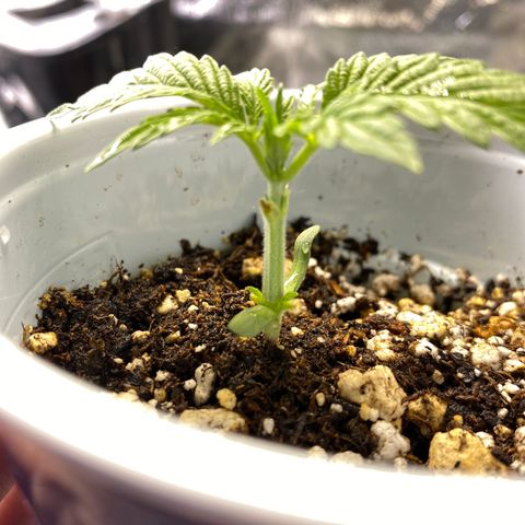Leena - Lemon Grass (2) - #5 growlog photo: Just under 2 inches in height, just over 3 inches across