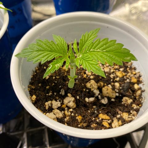 Leena - Lemon Grass (2) - #5 growlog timeline photo