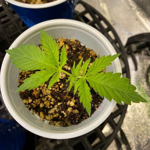 Leena - Lemon Grass (2) - #5 growlog timeline photo