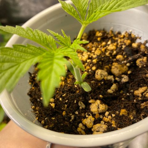 Leena - Lemon Grass (2) - #5 growlog timeline photo