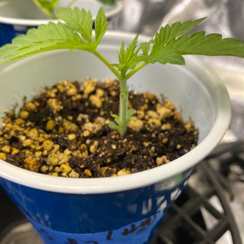 Leena - Lemon Grass (2) - #5 growlog timeline photo