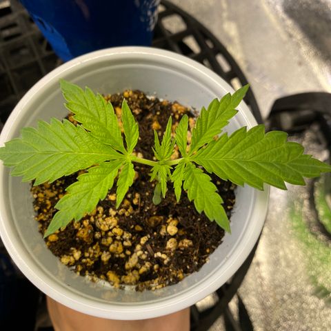 Leena - Lemon Grass (2) - #5 growlog timeline photo