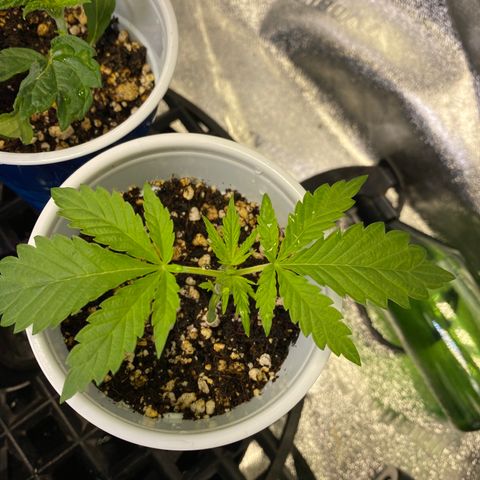 Leena - Lemon Grass (2) - #5 growlog timeline photo