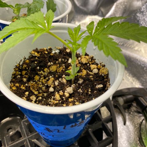 Leena - Lemon Grass (2) - #5 growlog timeline photo